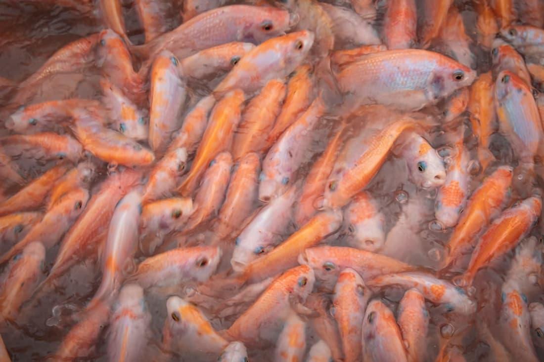 Aquaculteurs & pêcheurs