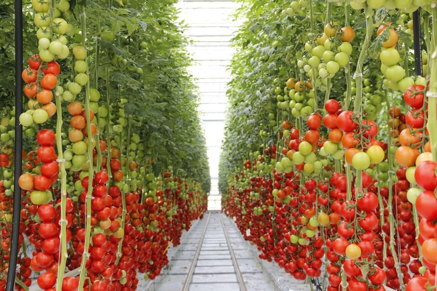 Études de faisabilité — transformation sous serre : concentré de tomate & piment export