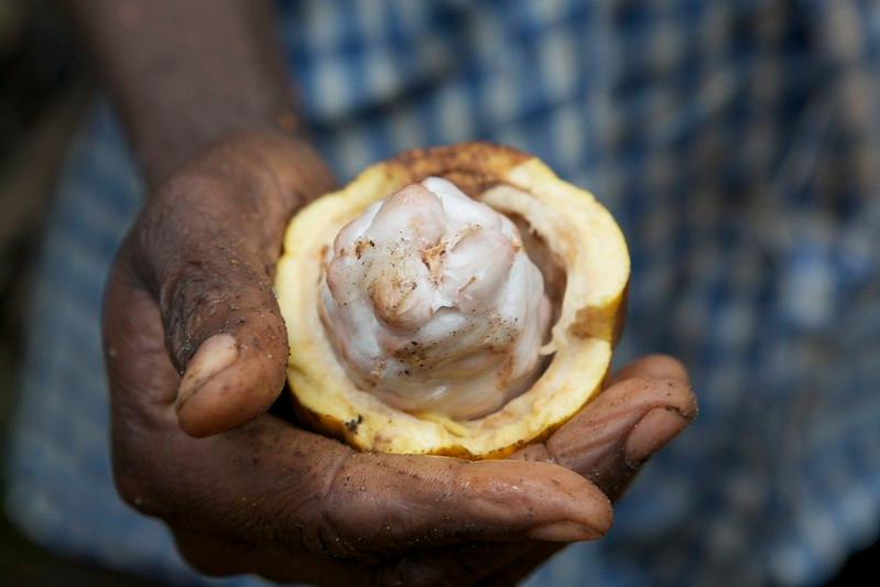 RDUE : ce que le règlement européen change pour le cacao et le café camerounais