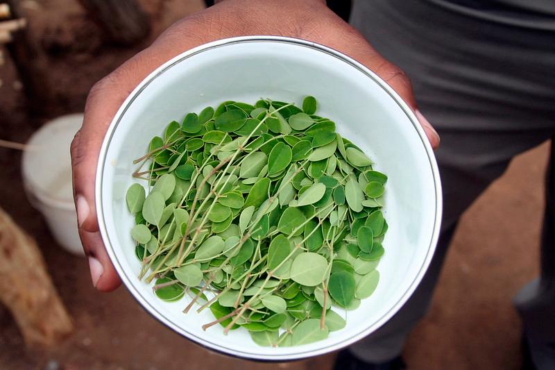 Plantes médicinales