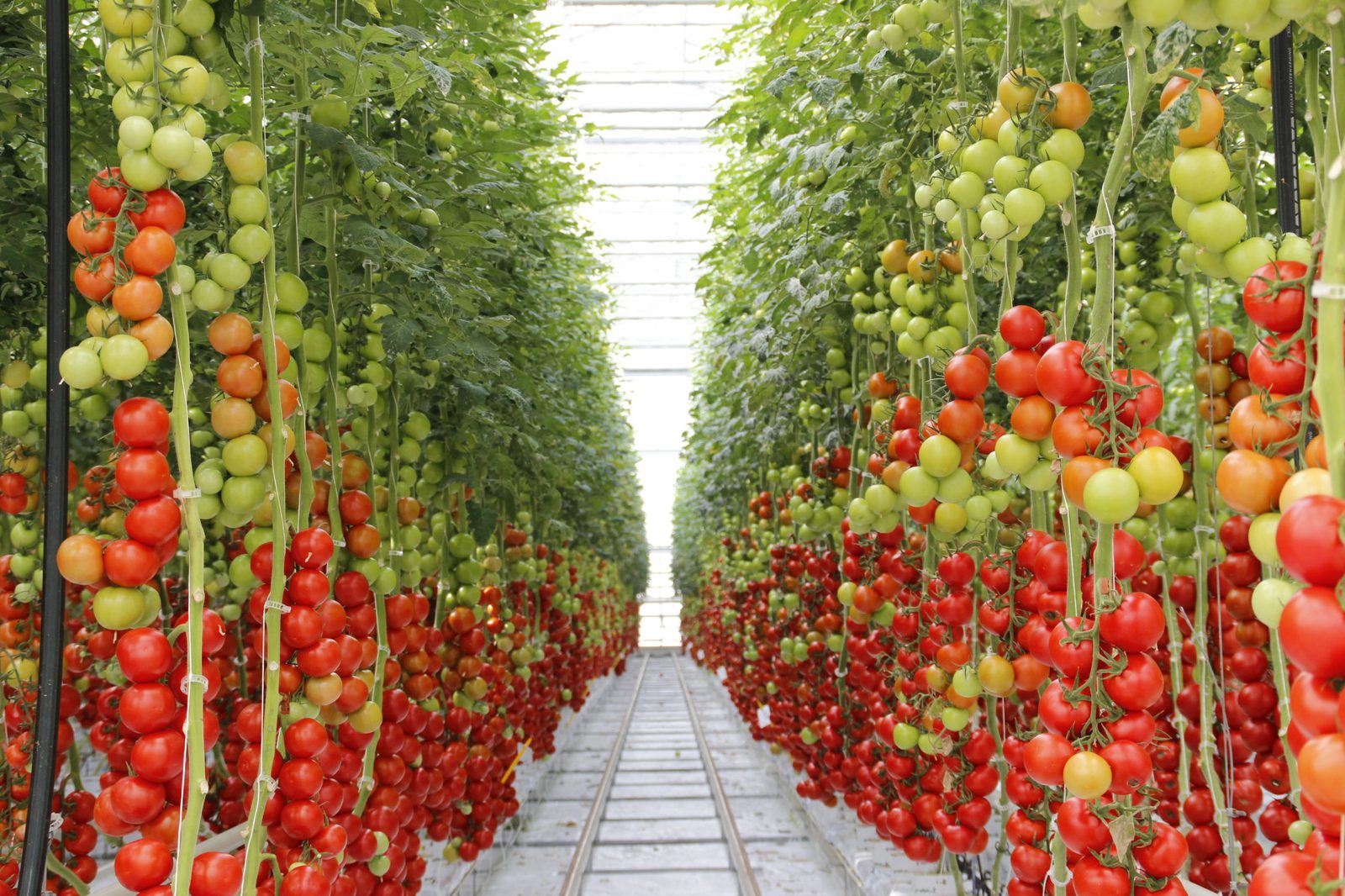 Serre de tomates en production